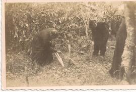 Victor Manuel Sanabria y el Presbítero Benjamín Núñez Vargas cortando matas de café.
