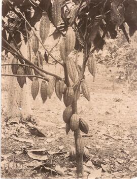Cacao
